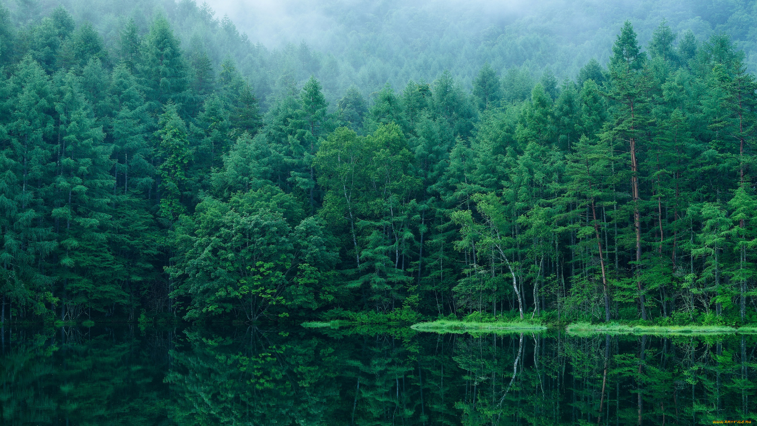 Хвойный лес в Японии